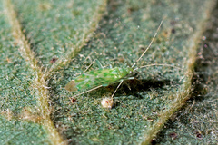 Malacocoris chlorizans