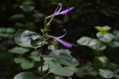 Chorisochora transvaalensis