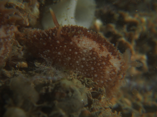 barnacle-eating dorid, Oosterschelde, Zeeuwse meren, 158_13_400, NL, photo 8 of 10