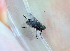 Diptera