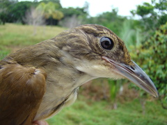 Automolus infuscatus