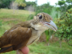 Automolus infuscatus