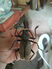 Strongylaspis bullata