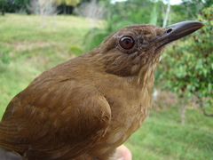 Turdus hauxwelli