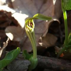 Aristolochia pallida