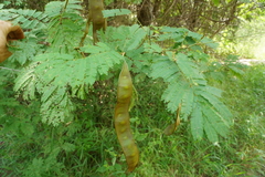 Senegalia schweinfurthii