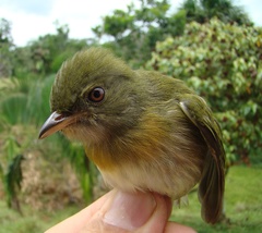 Machaeropterus striolatus