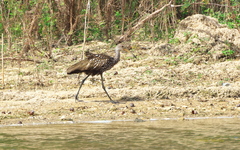Aramus guarauna