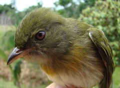 Machaeropterus striolatus