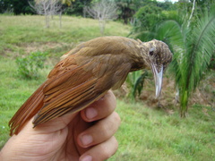 Deconychura longicauda