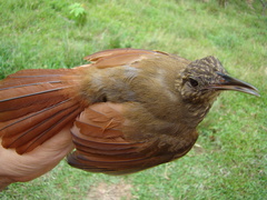 Deconychura longicauda