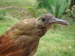 Deconychura longicauda