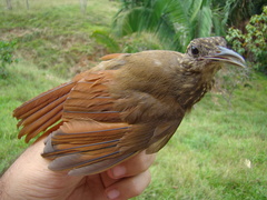 Deconychura longicauda