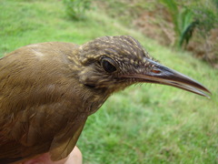 Deconychura longicauda