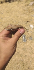 Sceloporus subniger