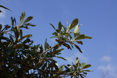 Brachylaena transvaalensis