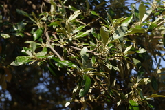 Brachylaena transvaalensis