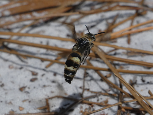dielis plumipes