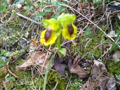 Ophrys lutea lutea