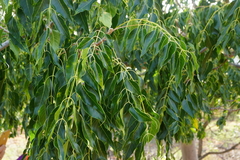 Entandrophragma caudatum