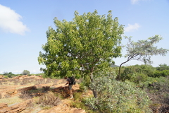 Entandrophragma caudatum