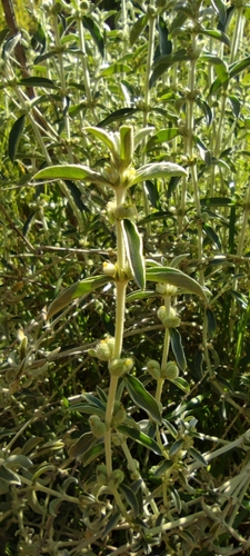 Mercurialis tomentosa (Mercurialis tomentosa)