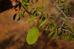 Pristimera longipetiolata