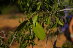 Pristimera longipetiolata