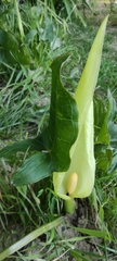 Arum italicum
