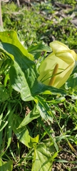 Arum italicum