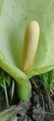 Arum italicum
