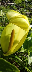 Arum italicum