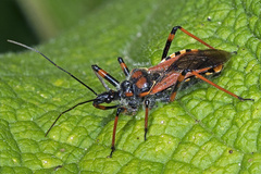 Rhynocoris cuspidatus