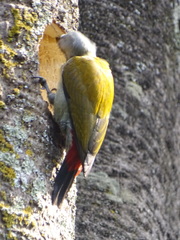 Chloropicus spodocephalus
