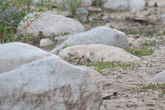 Turdus migratorius confinis