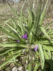 Tradescantia tharpii