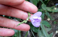 Justicia axillaris