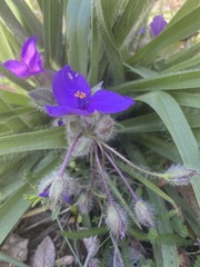 Tradescantia tharpii