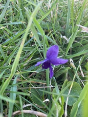 Viola odorata