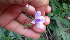 Justicia axillaris