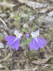 Collinsia violacea