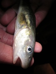 Microgadus tomcod