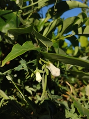 Araujia sericifera