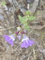 Collinsia violacea