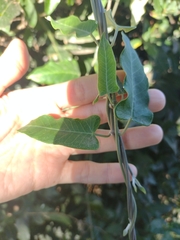 Araujia sericifera