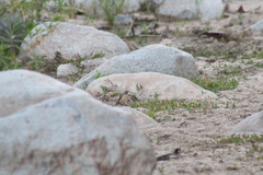 Turdus migratorius confinis
