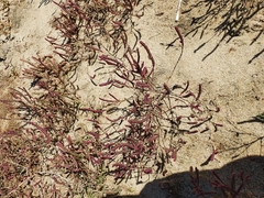 Salicornia meyeriana