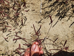Salicornia meyeriana