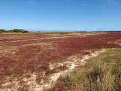 Salicornia meyeriana