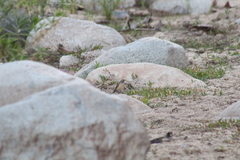 Turdus migratorius confinis